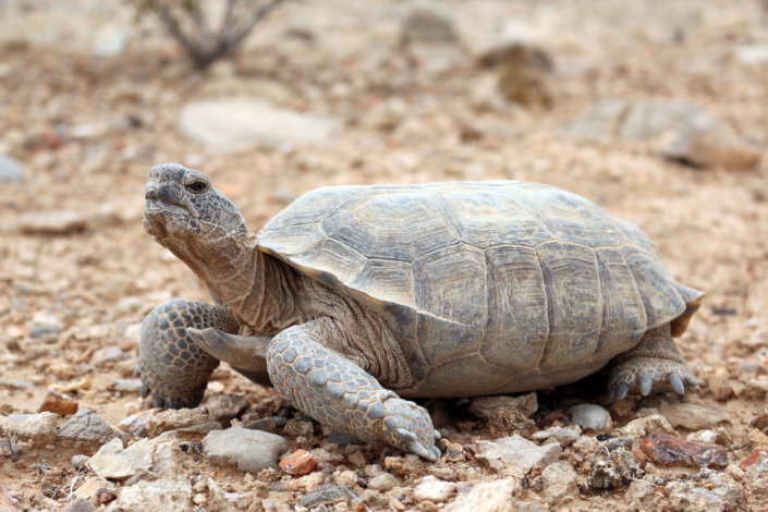 Biology Of Desert Tortoises - Desert Tortoise Council