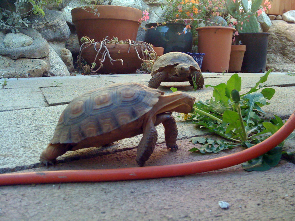 Captive Desert Tortoise Guidance - Desert Tortoise Council