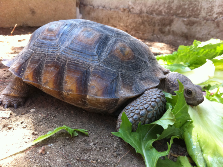 Captive Desert Tortoise Guidance - Desert Tortoise Council