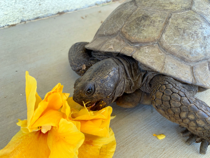 Captive Desert Tortoise Guidance Desert Tortoise Council