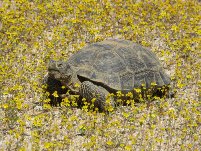 Laws Protecting Desert Tortoises - Desert Tortoise Council