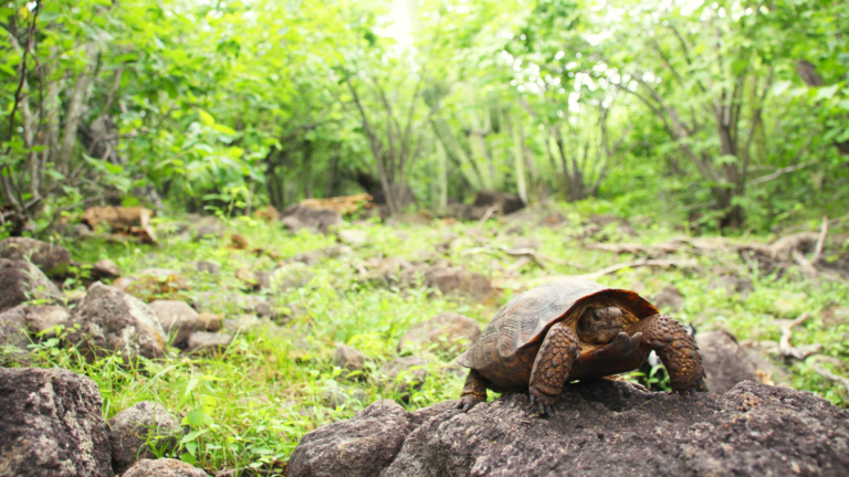 Biology Of Desert Tortoises - Desert Tortoise Council