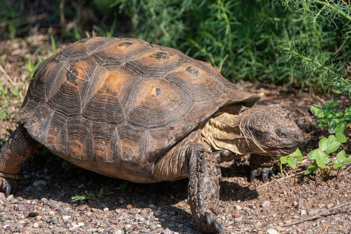 Laws Protecting Desert Tortoises - Desert Tortoise Council