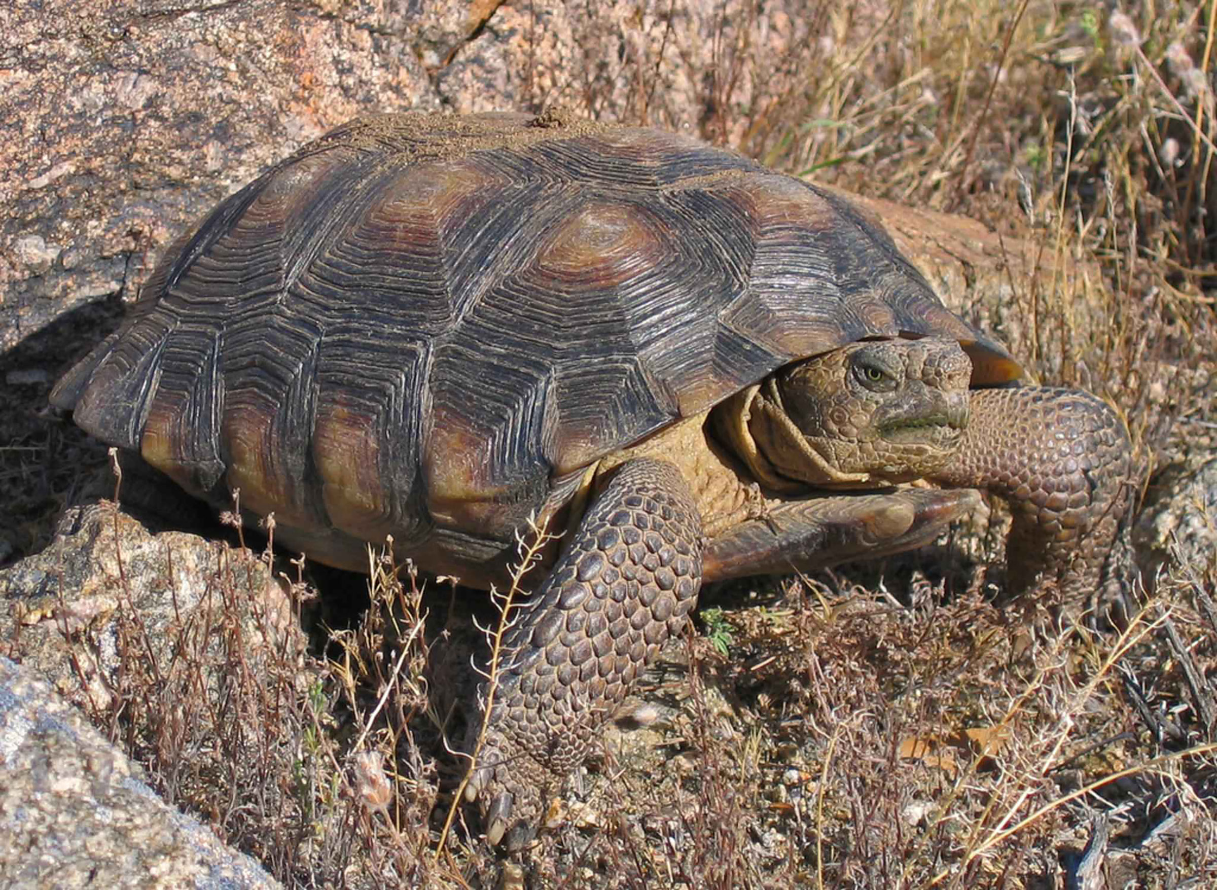 Biology of Desert Tortoises - Desert Tortoise Council