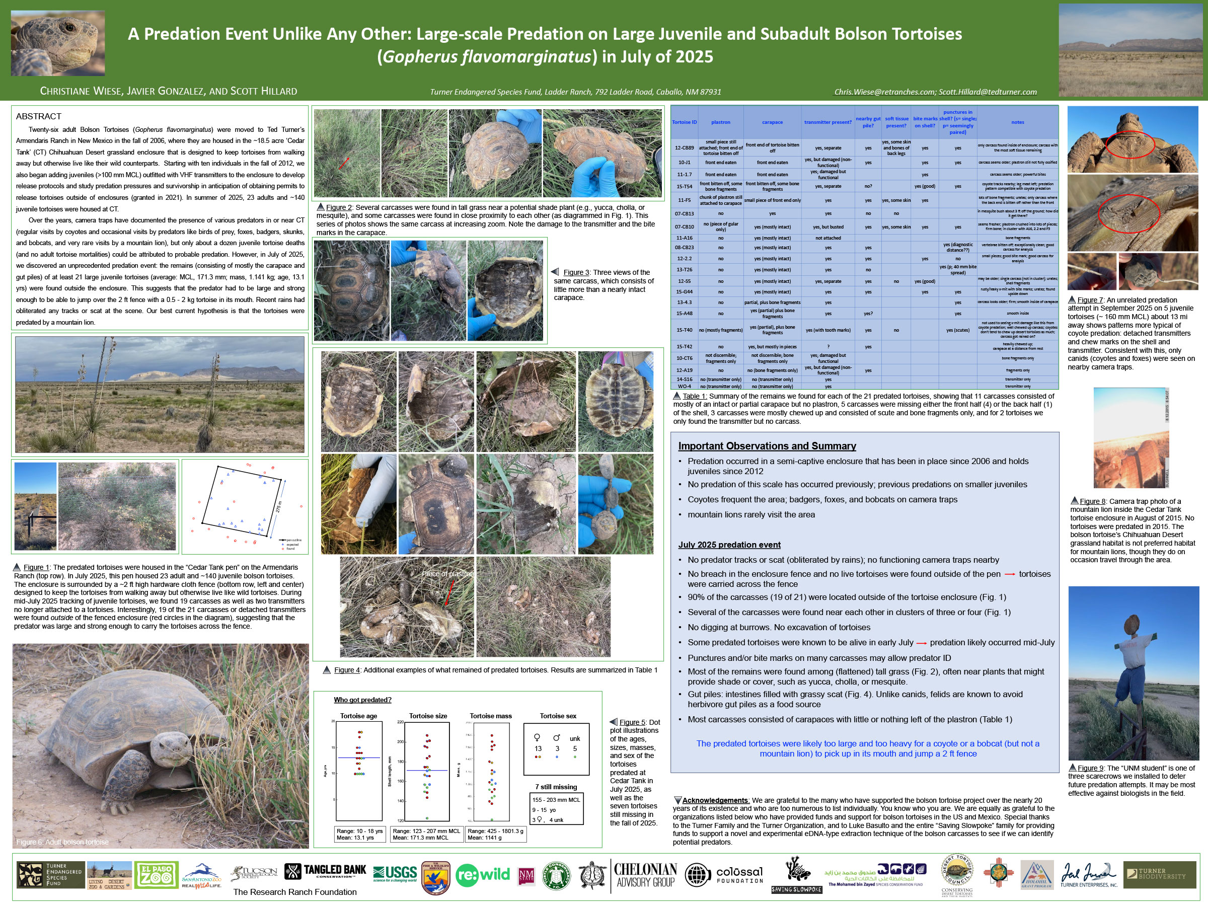 A Predation Event Unlike Any Other: Large-scale Predation on Large Juvenile and Subadult Bolson Tortoises (Gopherus flavomarginatus) in July of 2025