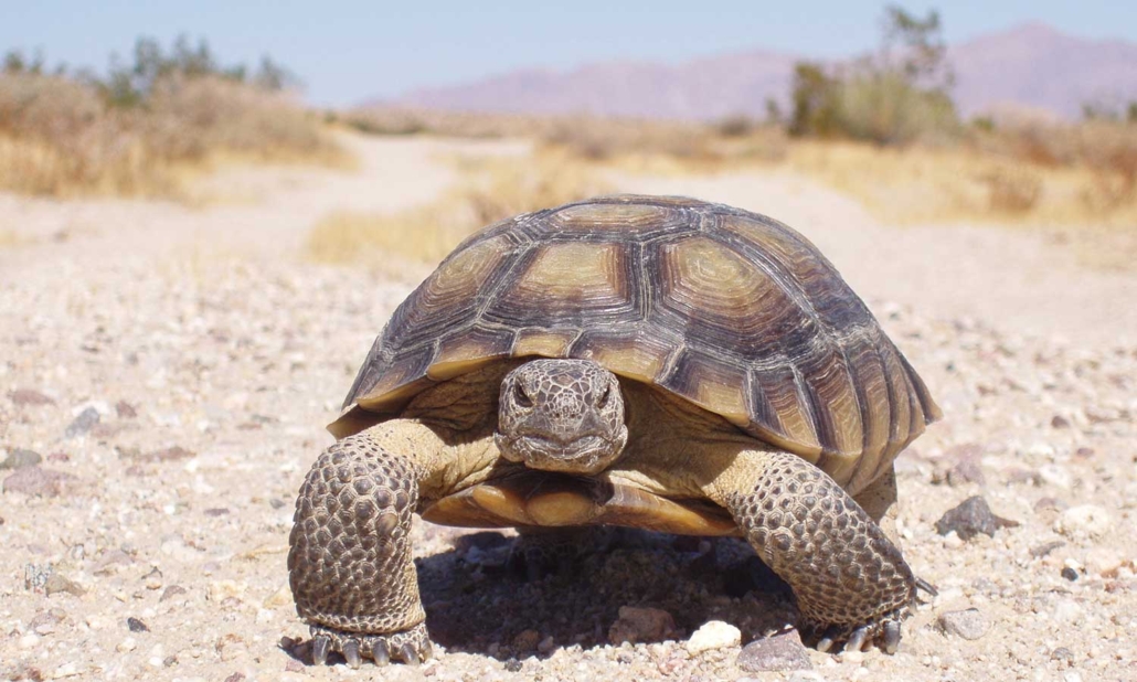 Home - Desert Tortoise Council