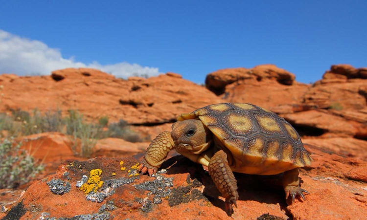 Home - Desert Tortoise Council