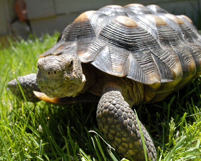 Captive Desert Tortoise Guidance - Desert Tortoise Council